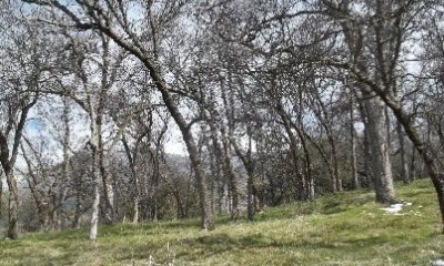Representative State (Blue oak woodland)