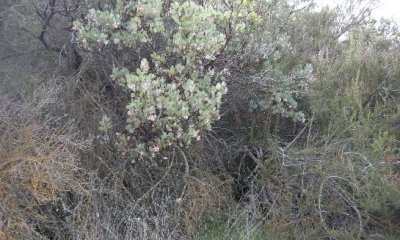 Shrub Chaparral State