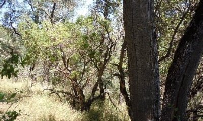 Representative State (Blue oak woodland)