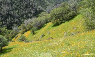 Representative State (Annual Grassland)