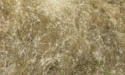 Invasive Annuals State