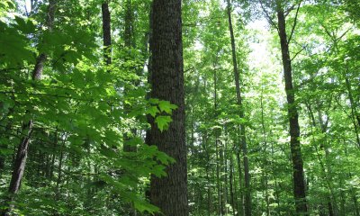 Naturalized State - Upland Mixed Hardwood