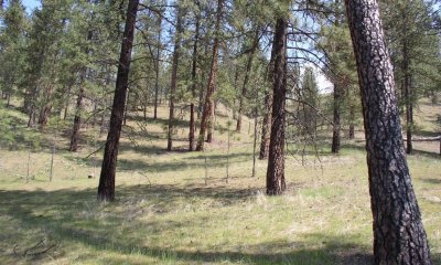 Reference State - Open Ponderosa pine/Bunchgrass