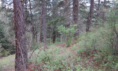 Reference State – Mature Ponderosa Pine Woodland- State 1