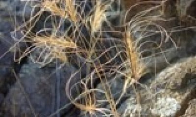 Invasive Annuals State