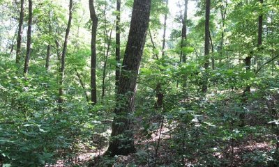 High-graded Forest State