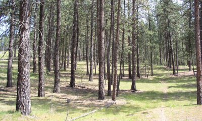 Alternative State 2 – Fire Exclusion – Pine Woodland