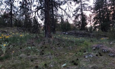 Reference State - Open Ponderosa pine/Bunchgrass