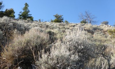 Mixed Shrub/Perennial Grasses