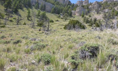 Bluebunch Wheatgrass/Idaho Fescue/Sagebrush