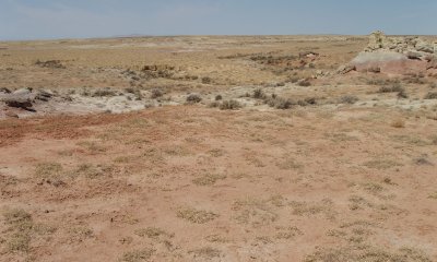 Gardner's Saltbush / Bare Ground