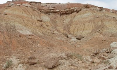 Invaded / Gardner's Saltbush