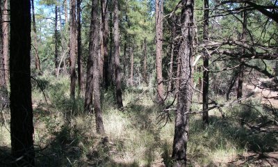 High Cover Forest/Low Herbaceous Production State