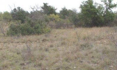 Juniper/Mesquite Woodland State