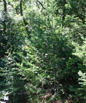 Low Frequency, High Severity Fires State