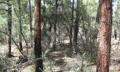 High Cover Forest/ No Herbaceous Production State