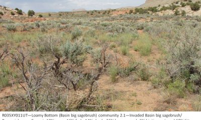 Invaded State--Basin big sagebrush/Perennial grass