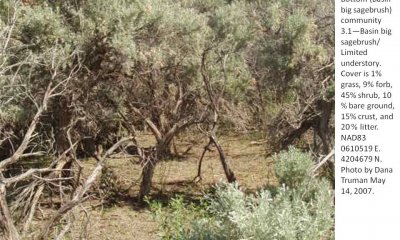 Depleted Understory State--Basin big sagebrush/Annual grass-forb