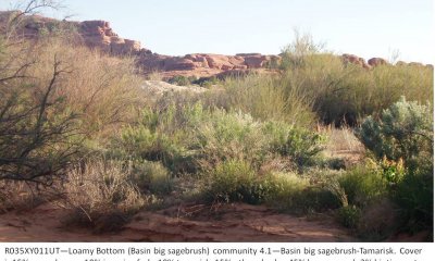 Tamarisk State--Tamarisk-Basin big sagebrush