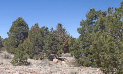 Box image