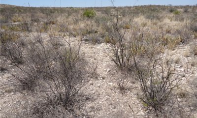 Nitrogen fixing shrubs/succulents/shrubs/warm season grasses State