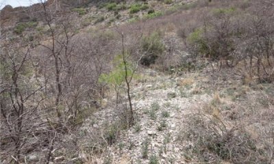 Nitrogen fixing shrubs/succulents/shrubs/warm season grasses State