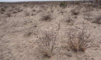 Nitrogen fixing shrubs/warm season grasses State