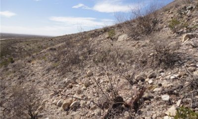 Nitrogen fixing shrubs/succulents/shrubs/warm season grasses State