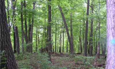 Shallow LImestone Oak-Hickory Forest