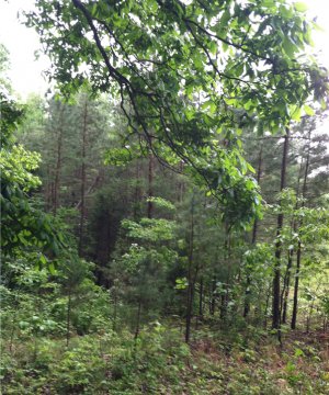 Post Agricultural Abandonment Forest State