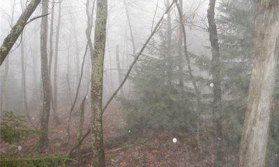 Logged State With Beech Seedbank