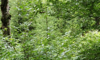 Logged State With Cherry Seedbank