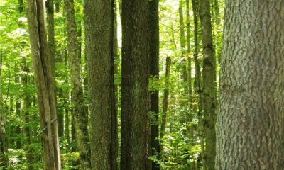 Logged & Burned State With Cherry Seedbank
