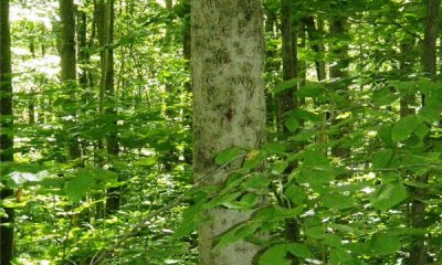 Logged & Burned State With Beech Seedbank