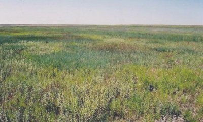 Midgrass/Grass-likes State (Dryer Regime)