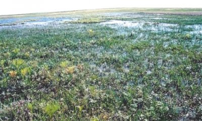Grass-likes Dominant State (Moderately Wet Regime)