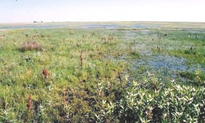 Grass-likes/Forbs State (Wet Regime)