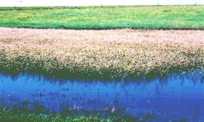 Smartweed & Knotgrass State (Wet regime)