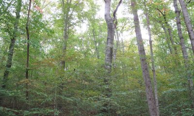High-graded Forest State