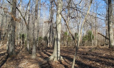 Grazed Forest State
