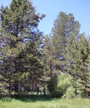Box image