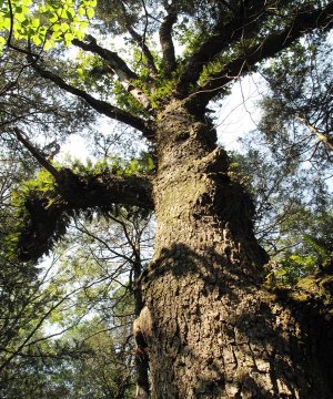 Dry Calcareous Forest and Glade Reference State