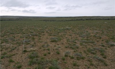 Reference: Saltbush / Bunchgrasses
