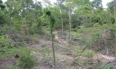 Post Large-scale Disturbance Forest State
