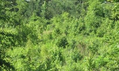 Post Abandonment/Transitional Forest State