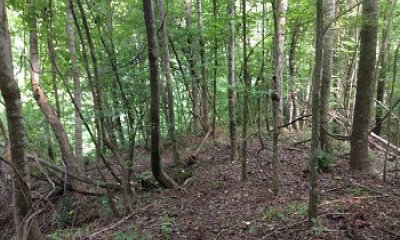 Timber Managed Forest State