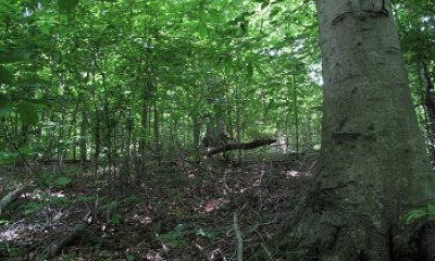 High-graded Forest State