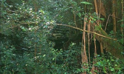 Invaded Overstory and Understory State