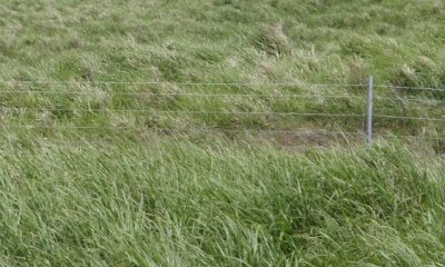 Naturalized Grassland State