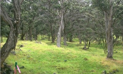 Naturalized Grassland with >25% Tree Cover State